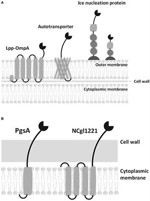 Recombinant Protein Expression System in Corynebacterium glutamicum and Its Application